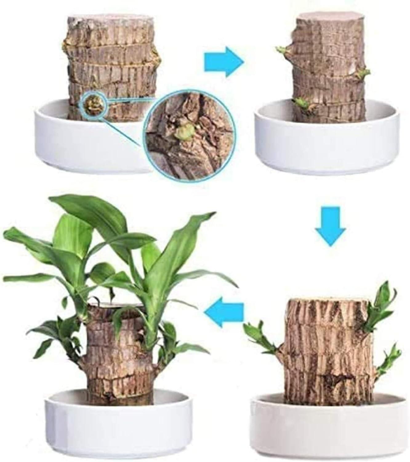 Brazilian Lucky Wood Mini Home Plant Decorations